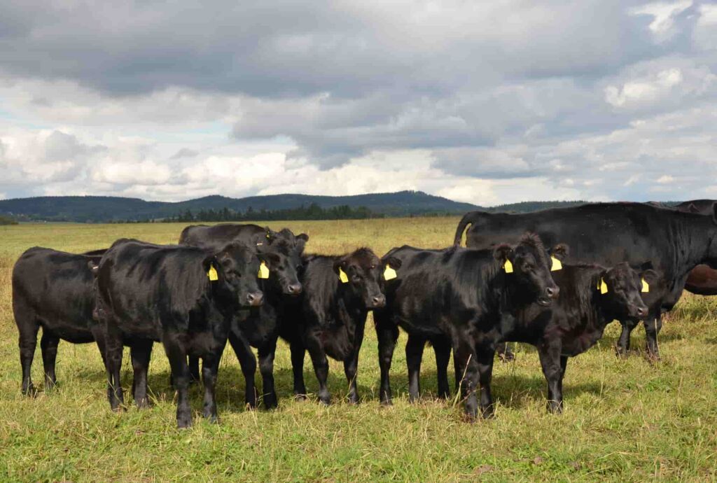 The-Role-of-CattleWeight-Scales-for-Livestock-Health-in-Alberta-1024x690.jpg